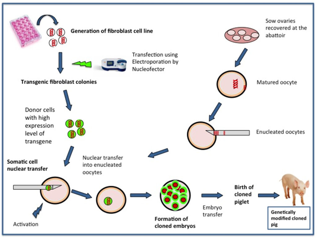 The Organ Crisis Is Over &#8211; Thanks to These 25 Genetic Transformations in Pigs