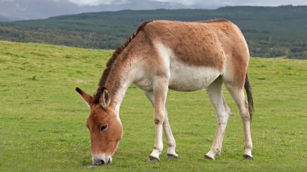 30 Supreme Survivors Designed for the Highest Places on Earth