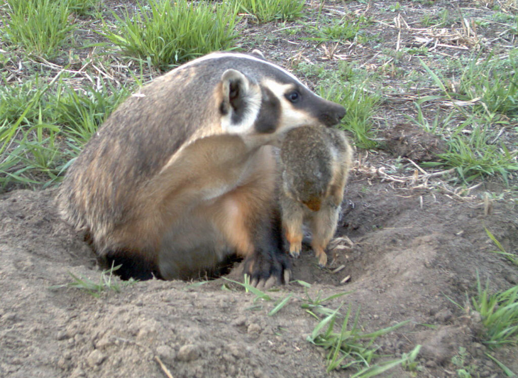 These 30 Genius Animals Can Solve Problems Better Than Most Humans