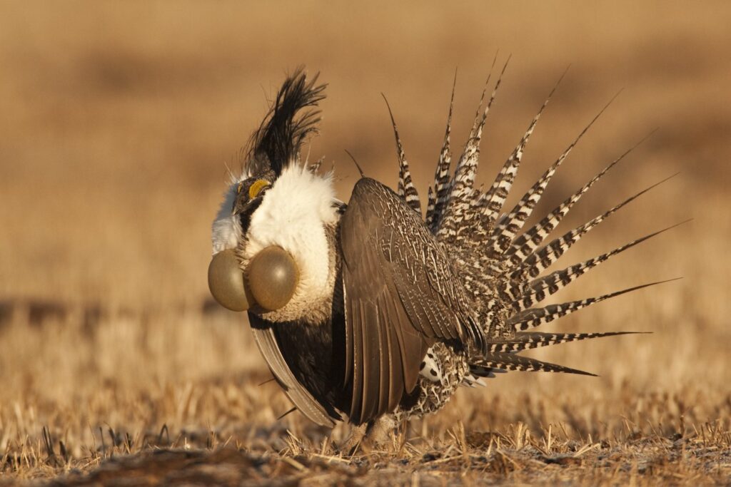 You&#8217;ll Need Extraordinary Luck to Spot America&#8217;s Most Elusive Animals