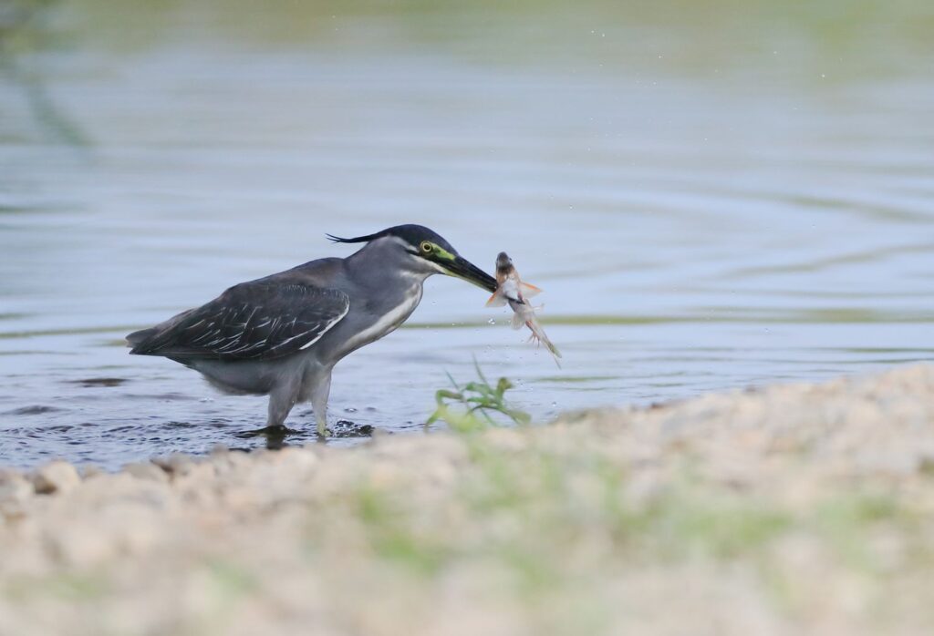 These 30 Genius Animals Can Solve Problems Better Than Most Humans
