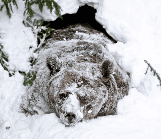 Winter Wonders: 30 Animals That Freeze Then Thaw Unharmed Every Spring