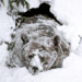 Winter Wonders: 30 Animals That Freeze Then Thaw Unharmed Every Spring