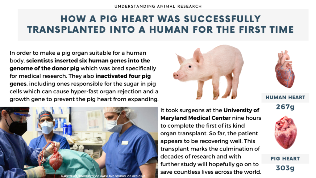 The Organ Crisis Is Over &#8211; Thanks to These 25 Genetic Transformations in Pigs