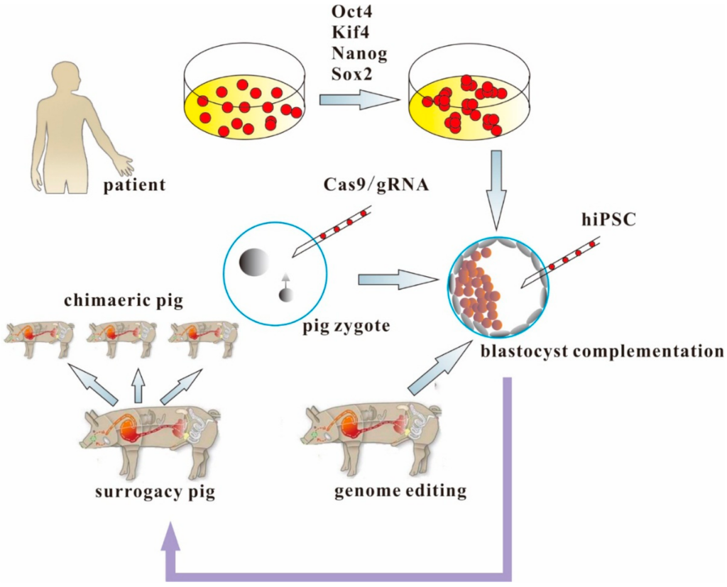 The Organ Crisis Is Over &#8211; Thanks to These 25 Genetic Transformations in Pigs