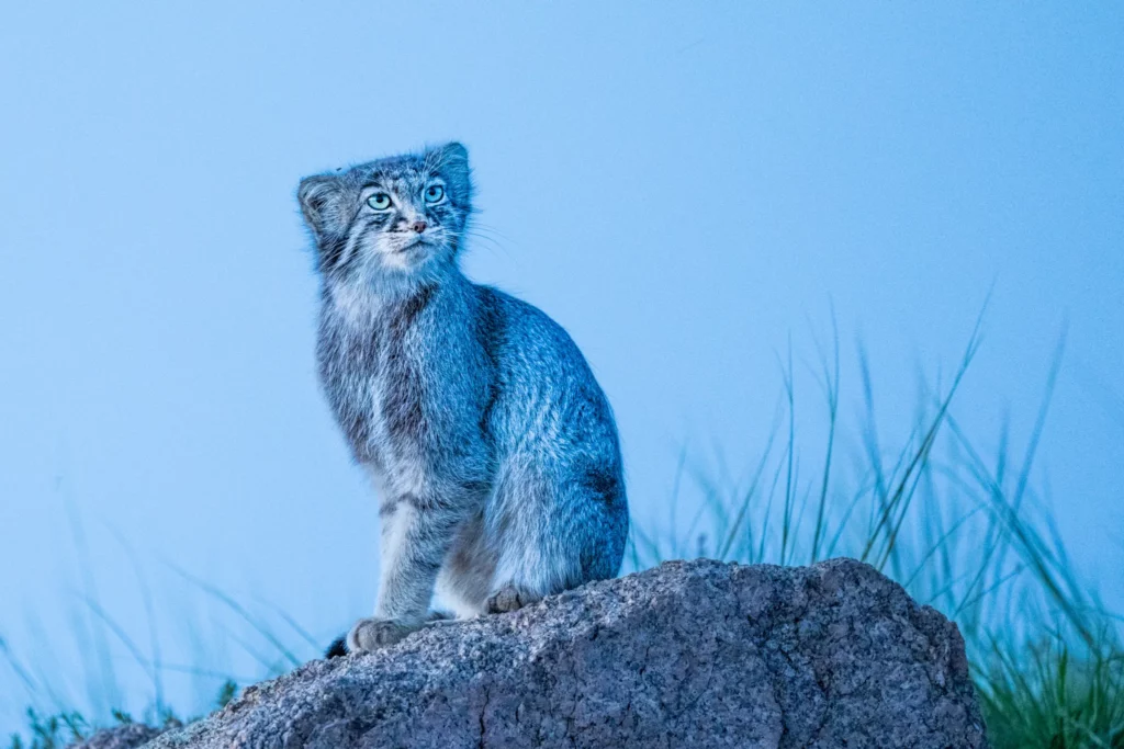 30 Supreme Survivors Designed for the Highest Places on Earth