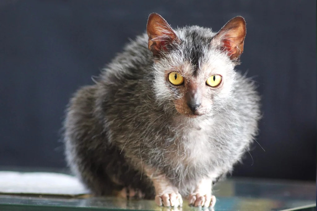 25 Weird and Wonderful Cat Breeds That Will Make You Do a Double Take