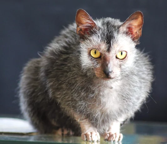 25 Weird and Wonderful Cat Breeds That Will Make You Do a Double Take