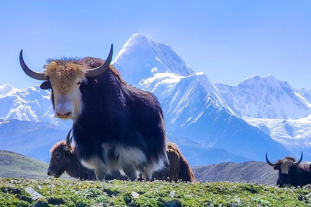 30 Supreme Survivors Designed for the Highest Places on Earth