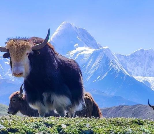 30 Supreme Survivors Designed for the Highest Places on Earth