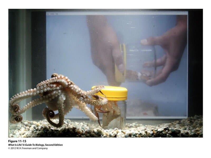 15 Signs That Octopuses Might Actually Be Aliens