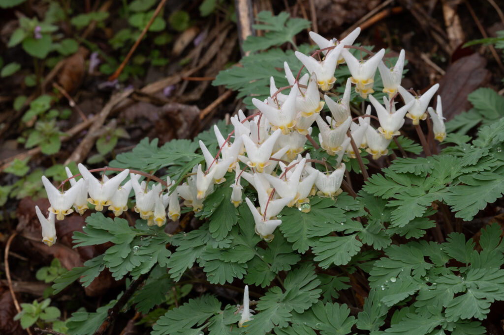 Can You Name These Wildflowers? 32 Must-See Blooms on American Trails