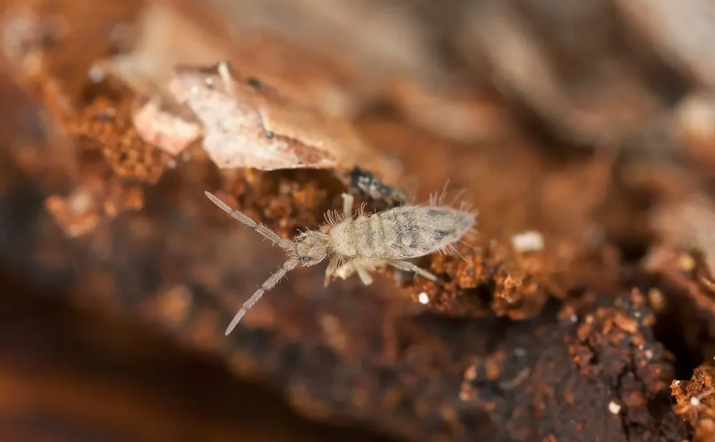 27 Tiny Creatures That Could Help Humans Colonize Mars