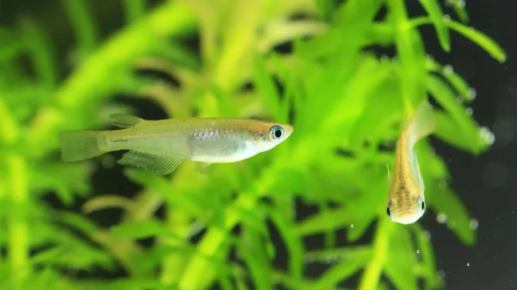 27 Tiny Creatures That Could Help Humans Colonize Mars