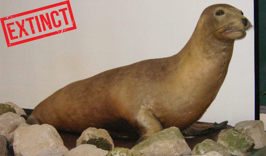 The Dire Wolf Was Just the Beginning: Scientists are Reviving These 30 Extinct Species Next