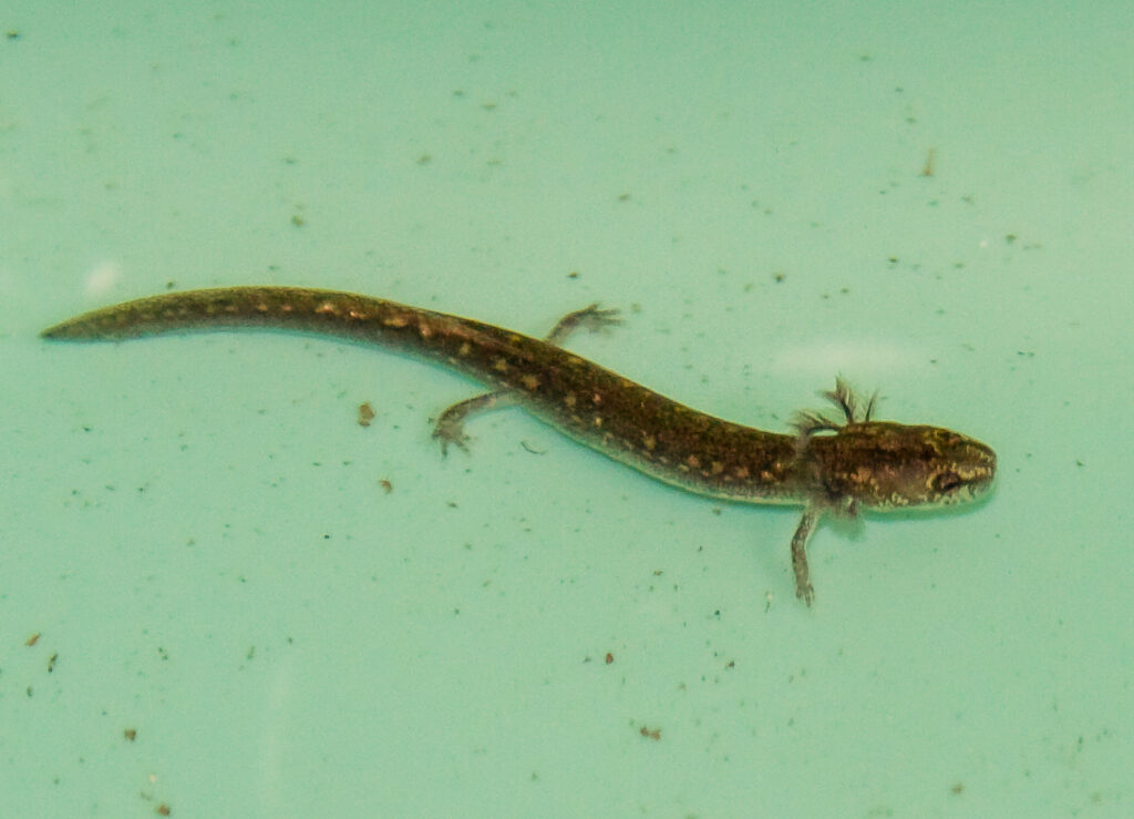 You&#8217;ll Need Extraordinary Luck to Spot America&#8217;s Most Elusive Animals