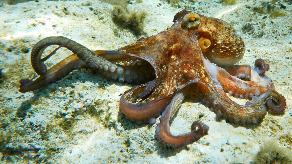 15 Signs That Octopuses Might Actually Be Aliens