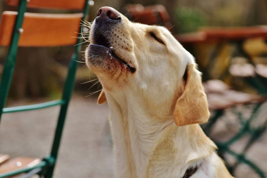 Pet Empathy Revealed: 25 Scientific Discoveries About How Cats and Dogs Read Your Feelings