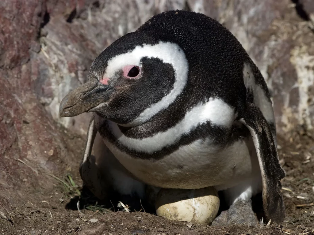 25 Fascinating Birds That Build Their Nests Underground