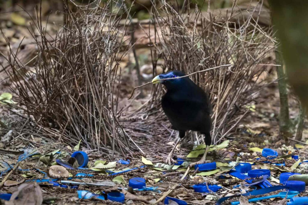 These 30 Genius Animals Can Solve Problems Better Than Most Humans