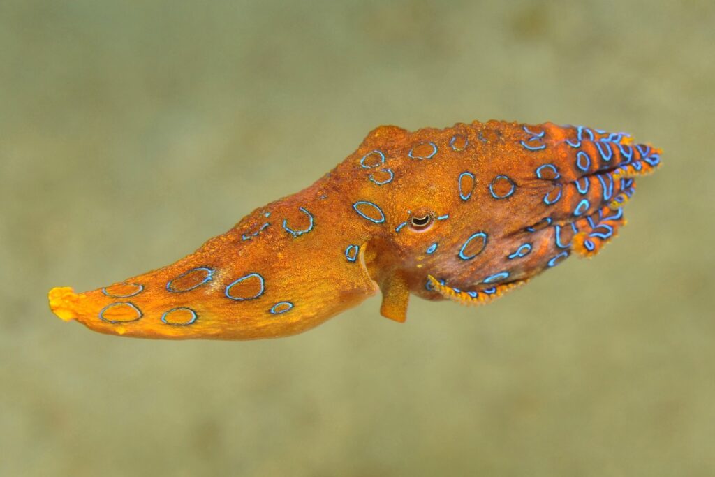 15 Signs That Octopuses Might Actually Be Aliens