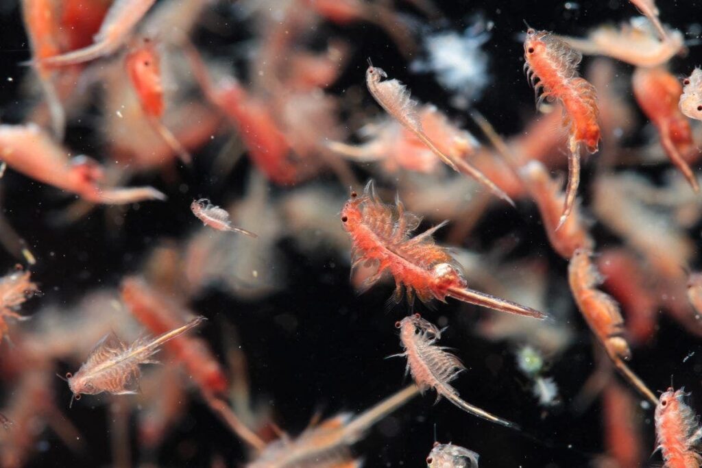 27 Tiny Creatures That Could Help Humans Colonize Mars
