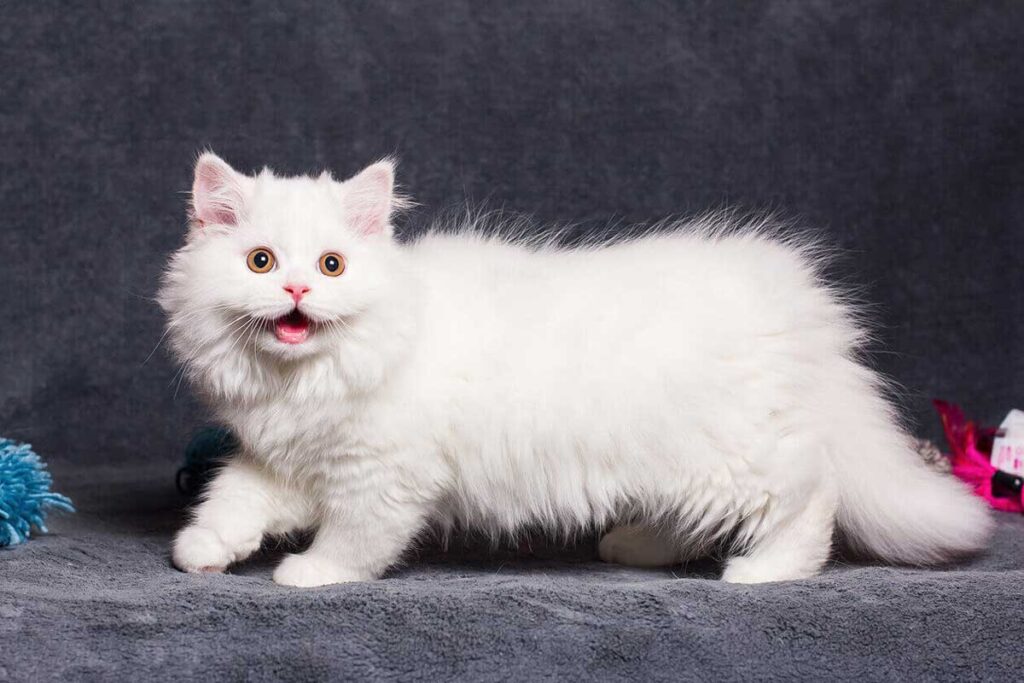 25 Weird and Wonderful Cat Breeds That Will Make You Do a Double Take