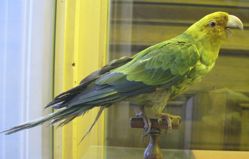 The Dire Wolf Was Just the Beginning: Scientists are Reviving These 30 Extinct Species Next