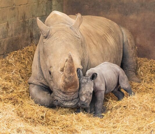 28 Facts About Northern White Rhinos That Will Break Your Heart