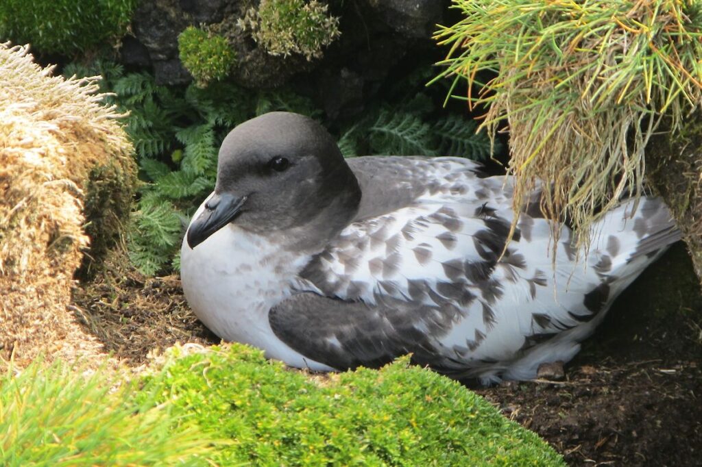 25 Fascinating Birds That Build Their Nests Underground