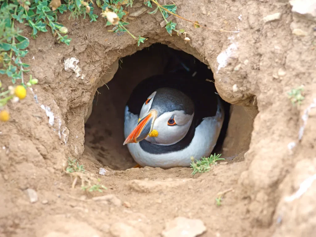 25 Fascinating Birds That Build Their Nests Underground
