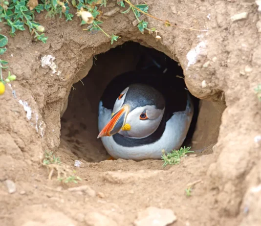 25 Fascinating Birds That Build Their Nests Underground