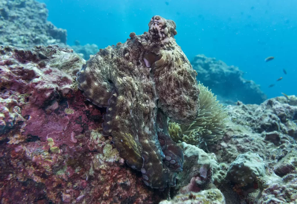 15 Signs That Octopuses Might Actually Be Aliens