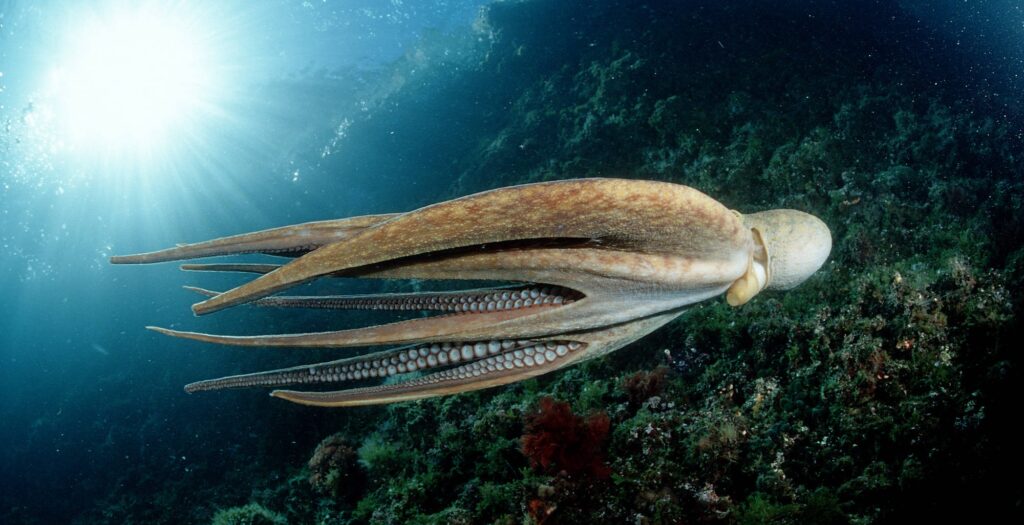 15 Signs That Octopuses Might Actually Be Aliens