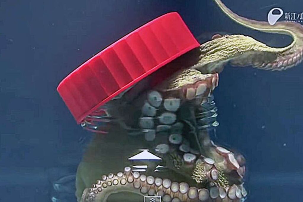 15 Signs That Octopuses Might Actually Be Aliens