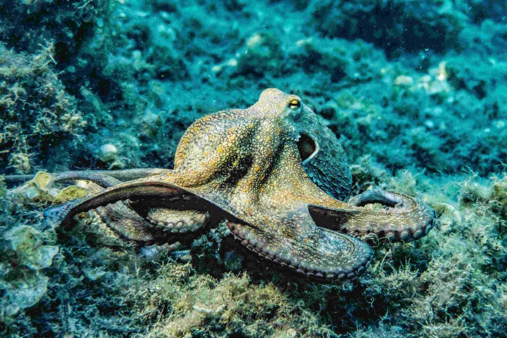 15 Signs That Octopuses Might Actually Be Aliens