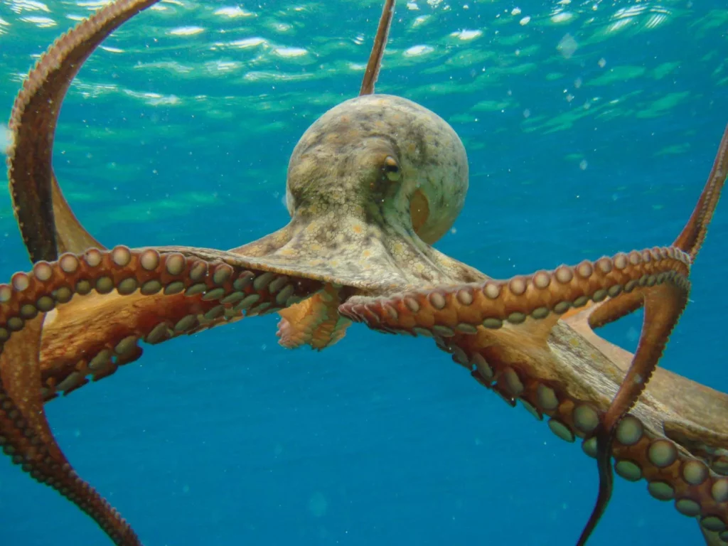 15 Signs That Octopuses Might Actually Be Aliens