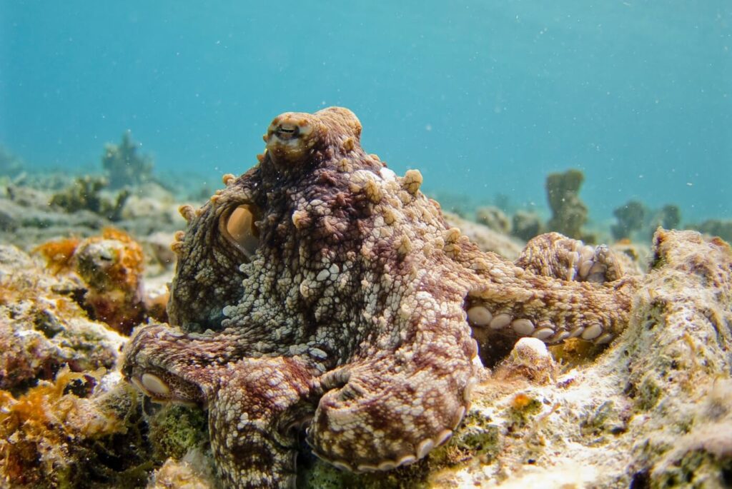 15 Signs That Octopuses Might Actually Be Aliens