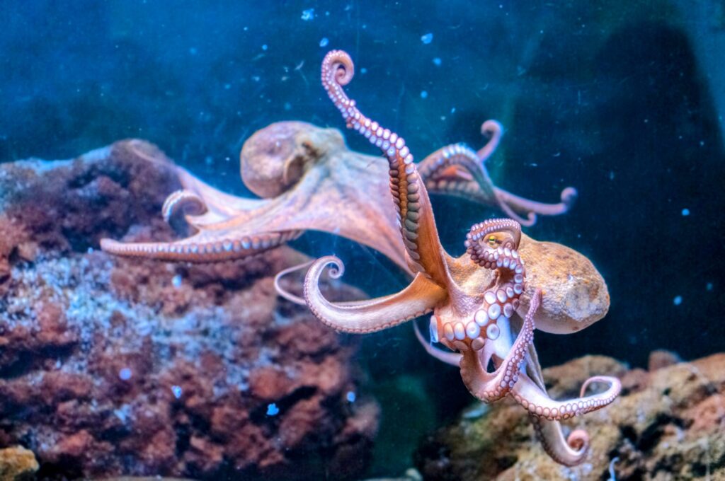 15 Signs That Octopuses Might Actually Be Aliens