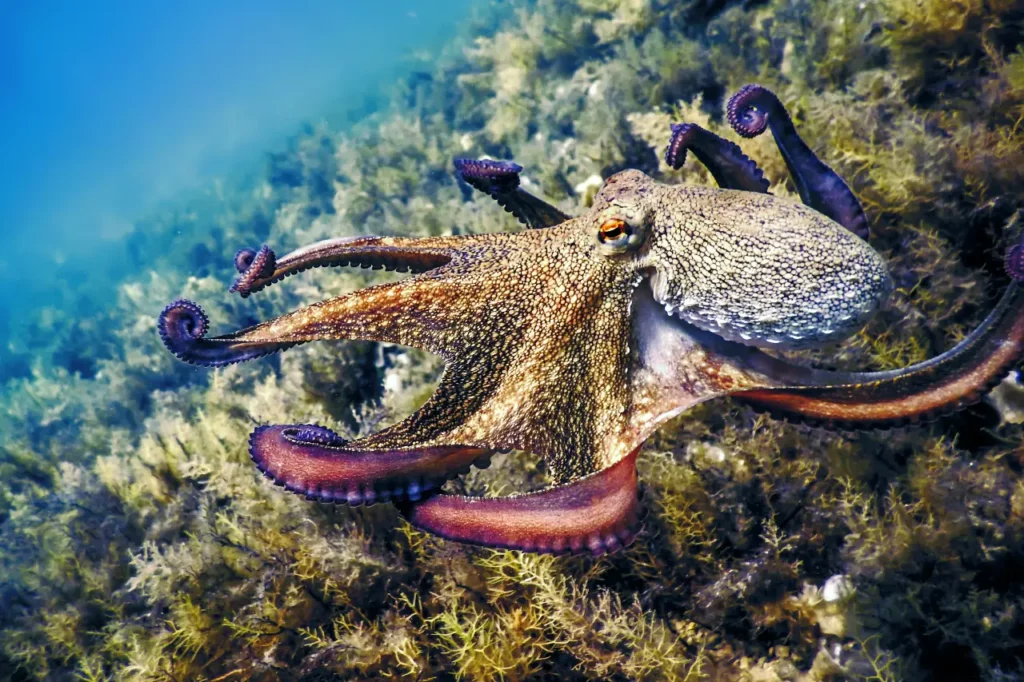 15 Signs That Octopuses Might Actually Be Aliens