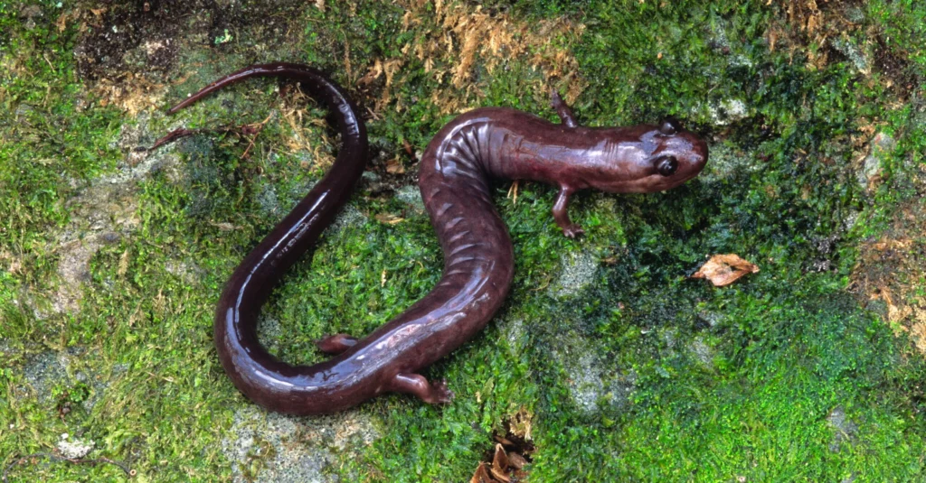 You&#8217;ll Need Extraordinary Luck to Spot America&#8217;s Most Elusive Animals