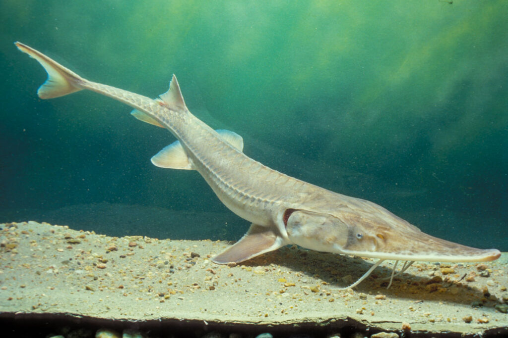 You&#8217;ll Need Extraordinary Luck to Spot America&#8217;s Most Elusive Animals