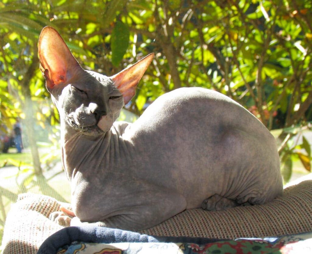 10 Rarest Cat Breeds You’ll See in American Homes