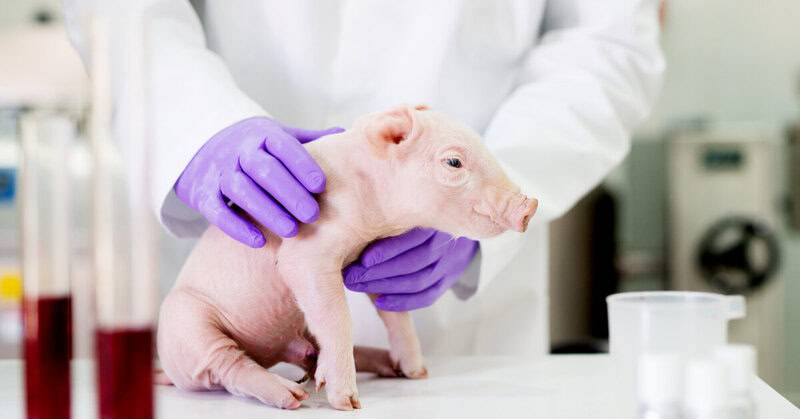 The Organ Crisis Is Over - Thanks to These 25 Genetic Transformations ...