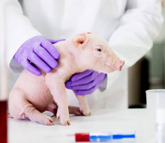 The Organ Crisis Is Over – Thanks to These 25 Genetic Transformations in Pigs