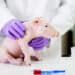 The Organ Crisis Is Over – Thanks to These 25 Genetic Transformations in Pigs