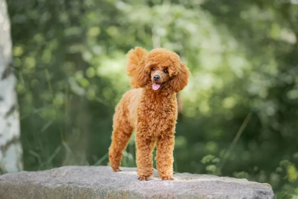28 Easy-Care Dog Breeds for First-Time Owners