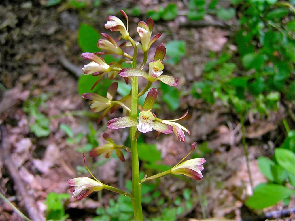 Can You Name These Wildflowers? 32 Must-See Blooms on American Trails