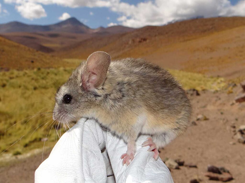 30 Supreme Survivors Designed for the Highest Places on Earth