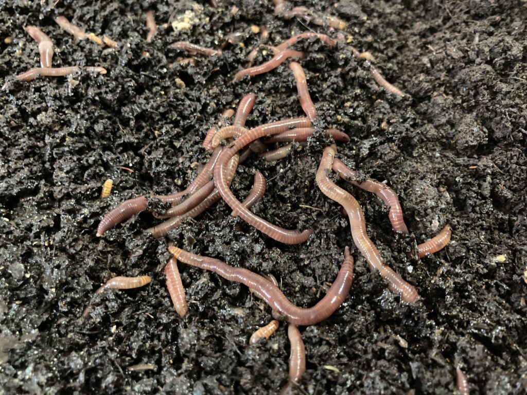 27 Tiny Creatures That Could Help Humans Colonize Mars